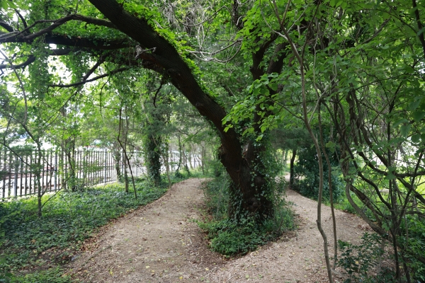 ▲ 보성군, 주민생활권 도시숲 만든다… 천연숲 발굴