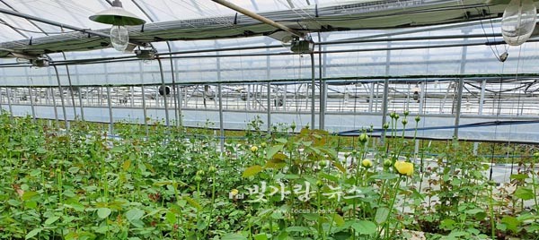 ▲ 쿨링시설이 설치된 장미 재배농가