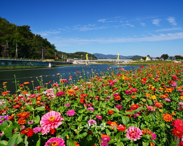 ▲ 장성 황룡강변 꽃길 (자료사진)