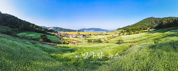 ▲ 선학동 마을 메밀꽃 (장흥군제공)