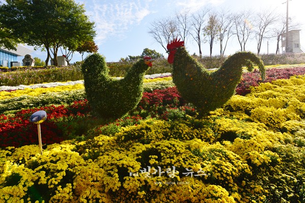 ▲ 화순군 화순웁 남산공원에서 펼쳐지고 있는 2021 화순 국화향연 29일 오전 09시~10시경 촬영