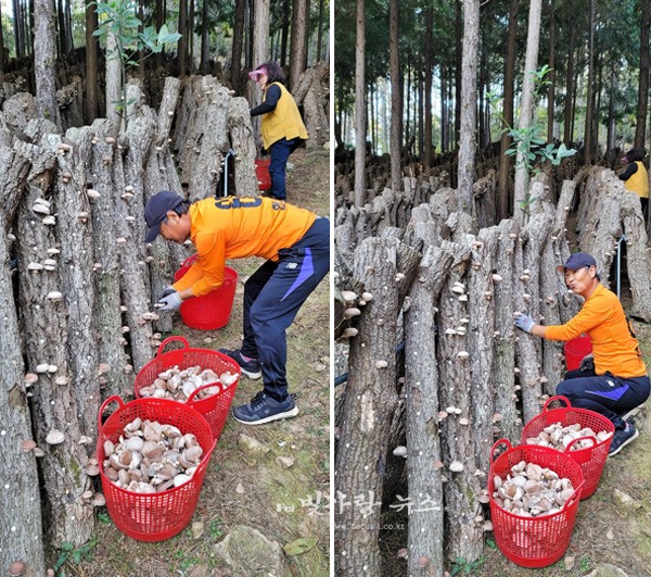 ▲ 표고버섯을 수확하고 있는 농민 (장흥군제공)