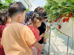 ▲ 어린이농부 딸기 체험 프로그램에 참여하고 있는 어린이들