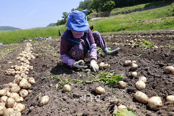▲ 감자를 수확하고 있는 농민