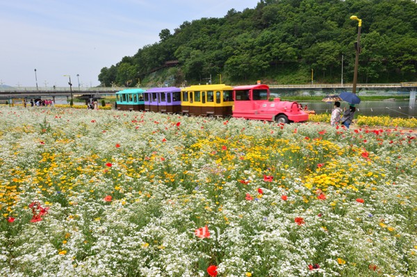 ▲ 장성 황룡강 봄 꽃 길동무 꽃길축제 (자료사진)