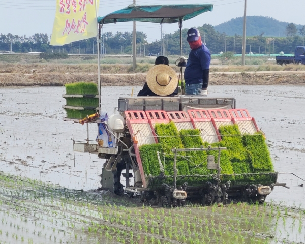 ▲ 무안군 농민회, 통일쌀 보내기 모내기 행사 개최