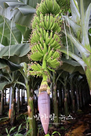 ▲ 재배중인 바나나 (보성군제공)
