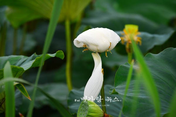 ▲ 버섯 모양의 연꽃 (사진촬영/조경륜)