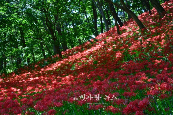 ▲ 함평 용천사 꽃무릇 (자료사진)