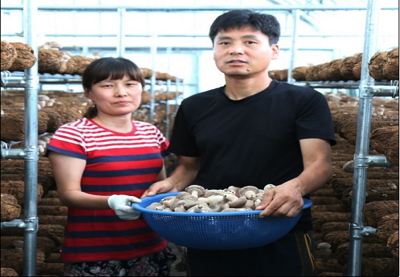 신선한 강진 청정 생표고버섯을 수확하고 있는 농민 (강진군제공)