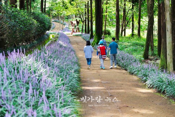 ▲ 편백숲 우드랜드 길을 걷고 있는 탐방객들 (장흥군제공)
