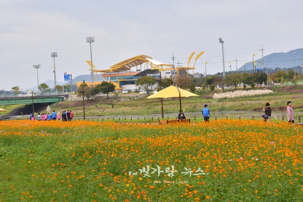 ▲ 황룡강 변 꽃길 (9월 25일 촬영)