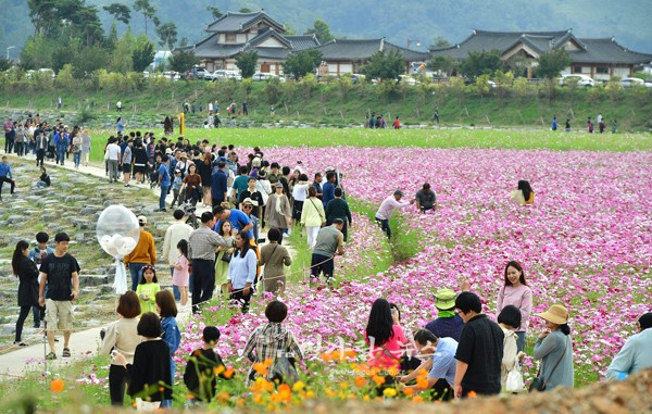 ▲ 황룡강 꽃 밭을 찾은 탐방객들 (장성군제공)