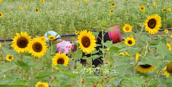 ▲ 가을의 대명사인 꽃 황룡강 해바라기 (자료사진)
