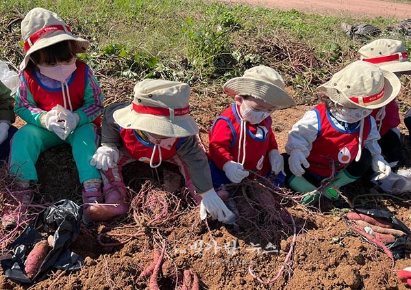 ▲ 고구마 수확 체험을 하고 있는 어린이들