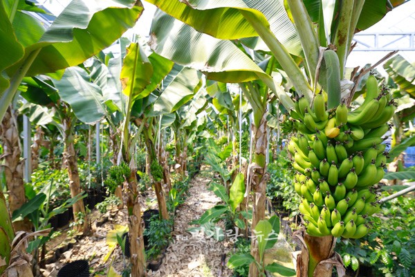 ▲ 바나나 재배농장