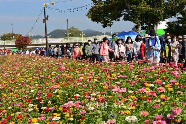 ▲ 장성 황룡강 가을꽃축제에 찾은 인파 (자료사진)