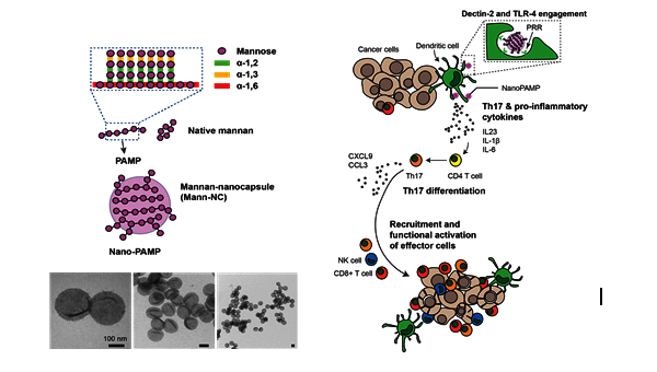 ▲ [왼쪽] Mann-NC의 구조 모식도 및 전자현미경 사진 [오른쪽] Mann-NC에 의한 TH17 세포의 분화 및 TH17 세포에 의한 항암면역반응의 모식도 ※논문명: Induction of T-helper-17-cell-mediated anti-tumour immunity by pathogen-mimicking polymer nanoparticles (전남대 제공)