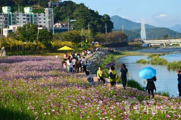 장성 황룡강 가을꽃축제(사진=빛가람뉴스 DB)