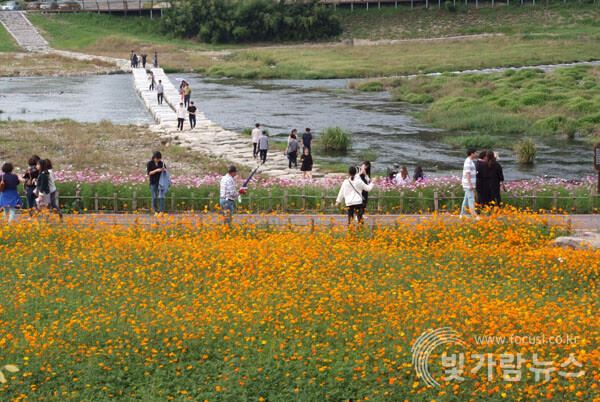 장성군 황룡강 가을꽃축제(사진=빛가람뉴스 DB)
